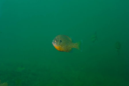 Dollar Sunfish in its natural environment in an inland lake.の写真素材