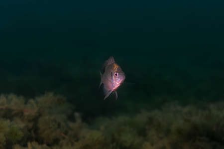 Juvenile Dollar Sunfish in its natural environment in an inland lake.