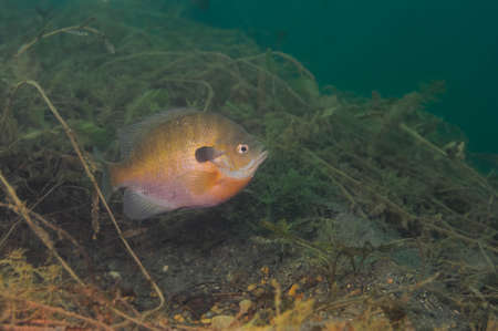 Dollar Sunfish hovering over a spawning bed.