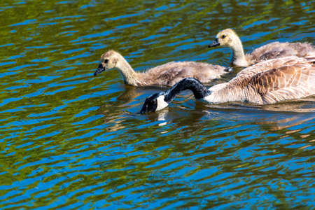 Canadian goose chicks floating on a river with parent.の写真素材