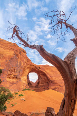 Dead Tree in front of The Ear of The Wind in Monument Valleyの写真素材