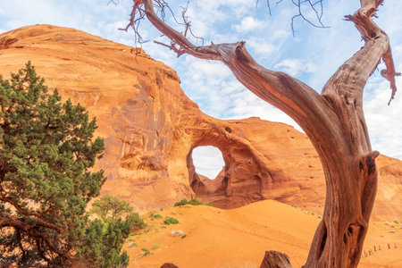 Dead Tree in front of The Ear of The Wind in Monument Valleyの写真素材