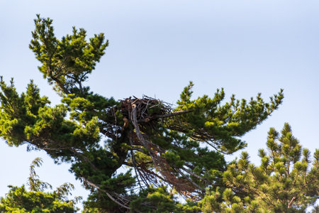 Large empty eagles nest perched high on a treetop in Grand Island Munisingの写真素材