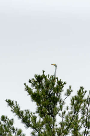 Great Egret or Great White Heron perched high in a pine tree.の写真素材
