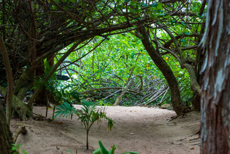 Sandy path through tropical jungle leading to a peaceful beachの写真素材