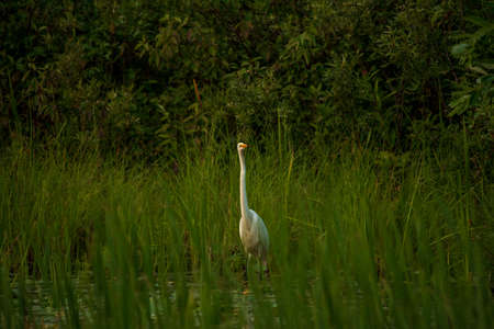 Great Egret or Great White Heron looking across the water.