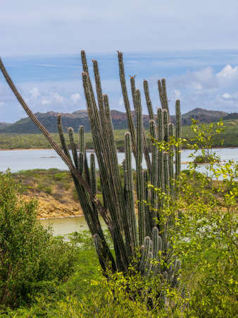 Washington Slagbaai National Park -Views around the Caribbean Island of Bonaireの写真素材