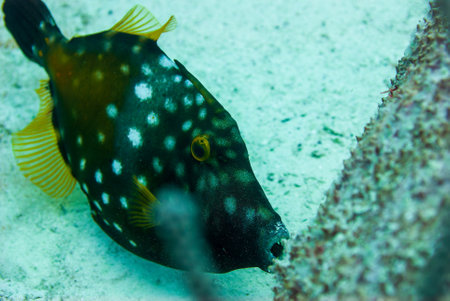 Scrawled filefish or broomtail filefish or scribbled leatherjacket a scriptusの写真素材