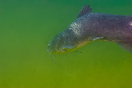 A mature channel catfish Ictalurus punctatus showing how aged it as it swims over the bottom