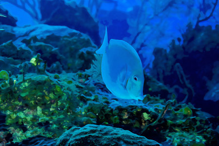 Digitally created watercolor painting of Blue tang surgeonfish Acanthurus coeruleus swimming over a...