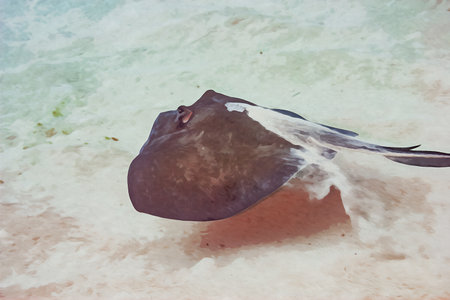 Digitally created watercolor painting of a common stingray flying across the sandy ocean floor