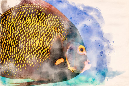 Digitally created watercolor painting of an adult French Angelfish Pomacanthus paru in a blue oceanの写真素材