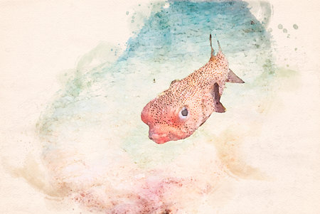 Digitally created watercolor painting of a cute Spot-fin porcupinefish Diodon hystrix swimming over the coral reefの写真素材