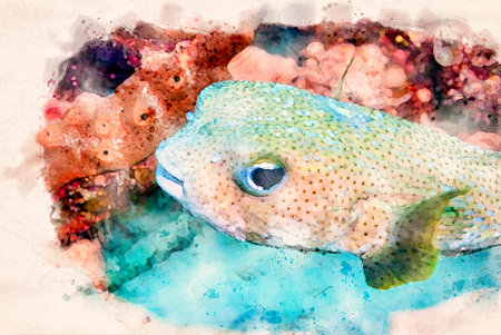 Digitally created watercolor painting of a cute Spot-fin porcupinefish Diodon hystrix swimming over the coral reefの写真素材
