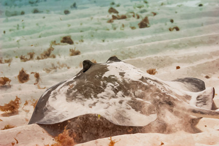 Digitally created watercolor painting of a common stingray flying across the sandy ocean floorの写真素材