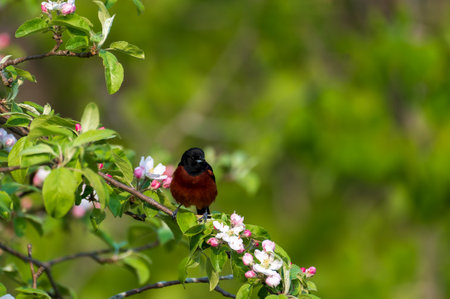 Male Orchard Oriole perched in a flowering crabapple tree