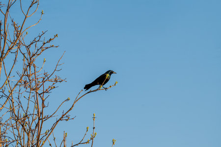 Common grackle perched high on a branch looking into the blue skyの写真素材