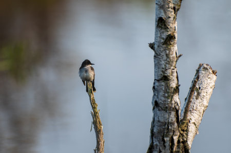 Eastern Kingbird Tyrannus tyrannus is a large tyrant flycatcher perched on a white birch tree