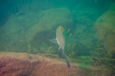 Largemouth bass swimming away from viewer in a Michigan inland lake.の写真素材