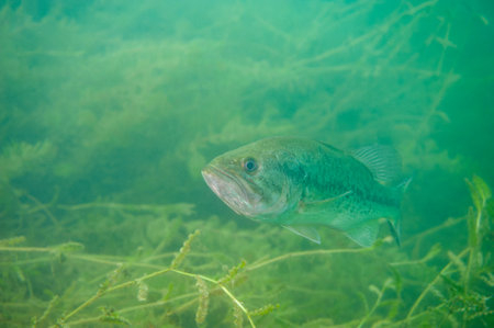 Largemouth bass swimming in a Michigan inland lakeの写真素材