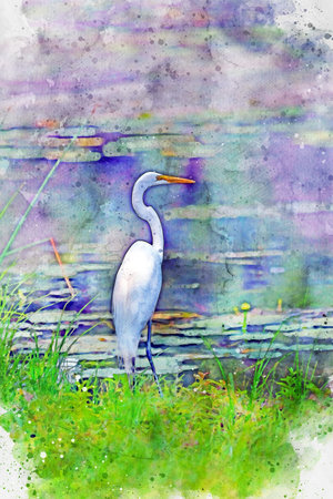 Digitally created watercolor painting of a Great Egret or Great White Heron looking across the water.の写真素材