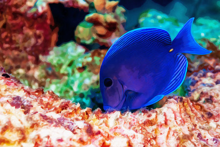 Digitally created watercolor painting of Blue tang surgeonfish Acanthurus coeruleus swimming over a coral reefの写真素材
