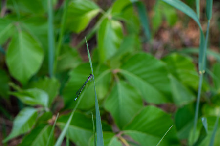 A blue damselfly Ischnura heterosticta perched on grass.