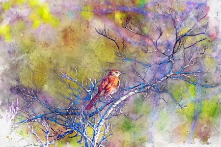 Brown thrasher Toxostoma rufum perched enjoying the evening sunの写真素材