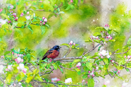 Digitally created watercolor painting of a male Orchard Oriole perched in a flowering crabapple treeの写真素材