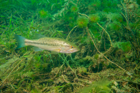Largemouth bass swimming through the weeds in a Michigan inland lake. Micropterus salmoidesの写真素材