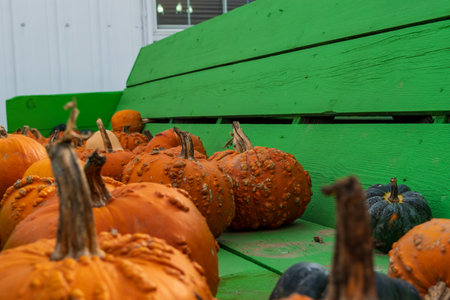Autumn harvest colorful squashes and pumpkins .の写真素材
