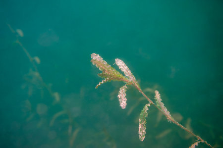 Submerged Potamogeton crispus Curly Pondweed considered an invasive speciesの写真素材