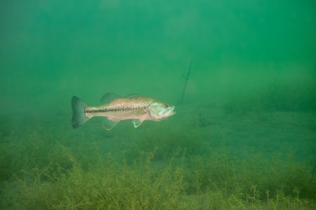 Largemouth bass swimming in a Michigan inland lake