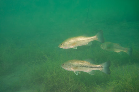 Multiple largemouth bass Micropterus salmoides swimming in an inland lake