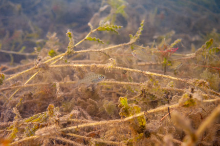 Multiple juvenile Dollar Sunfish in their natural environment in an inland lake.の写真素材