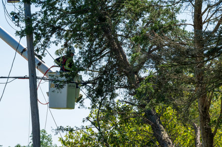 Potterville, MI - September 9, 2023: An arborist prunes trees close to power linesのeditorial素材