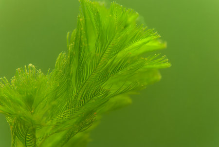 Close up of coontail ceratophyllum demersum a common aquatic plantの写真素材