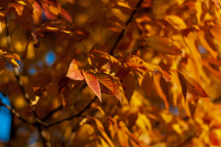 Looking up at spectacular orange fall colors in a three flowered maple tree