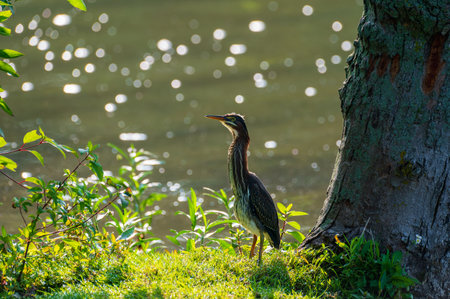 Green Heron by Riverside (Butorides Virescens) with Copy-Space