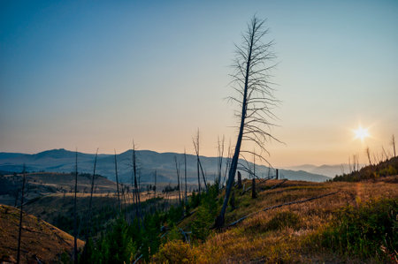 Fire-Damaged Forest with Smoke and Sunset in Yellowstone with Copy-Spaceの写真素材