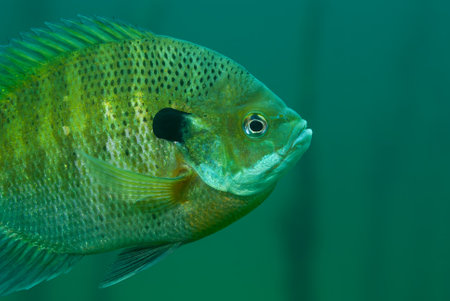 Underwater View of a Bluegill Lepomis macrochirus in Its Habitat with Copy-Spaceの写真素材