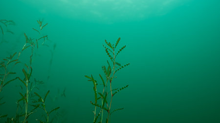 Curly Pondweed Potamogeton crispus Underwater with Copy-Space