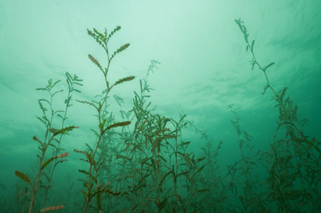 Curly Pondweed Potamogeton crispus Underwater with Copy-Spaceの写真素材