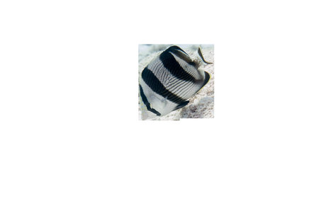 Banded Butterflyfish Chaetodon Striatus Isolated