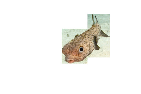 Cute Spotted Porcupinefish Diodon Hystrix Front Angle Isolated