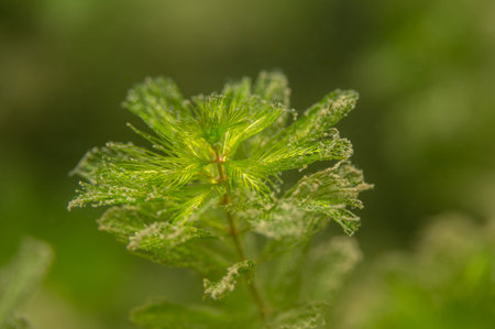 Green aquatic plant myriophyllum spicatum growing submerged in waterの写真素材