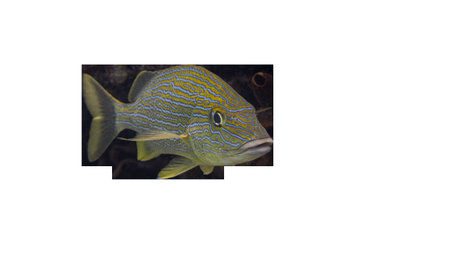 Wild Bluestriped Grunt or Boar Haemulon sciurus