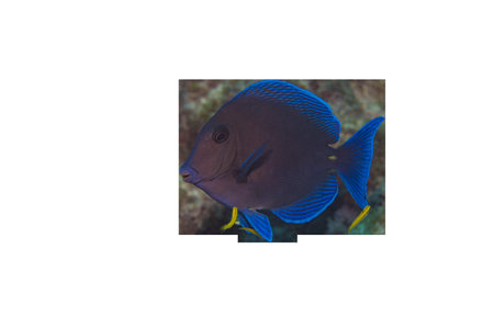 Wild Atlantic Blue Tang Acanthurus Coeruleus with Cleaner Fish