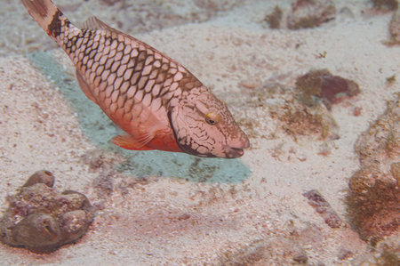 Stoplight Parrotfish Initial Phase Sparisoma Viride with Copy-Space
