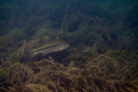 Largemouth bass swimming in murky freshwater underwater habitat